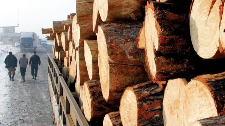 Хууль бусаар мод бэлтгэсэн гэмт хэргийг илрүүлж, шүүхэд шилжүүлжээ